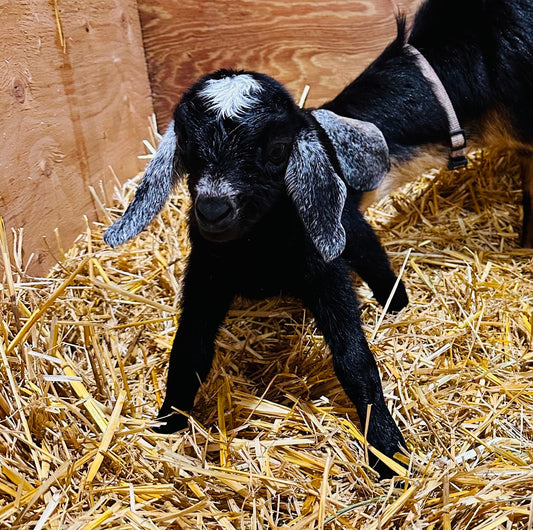 Newborn black baby goat with a white star and mottled white ears in a fresh bed of straw