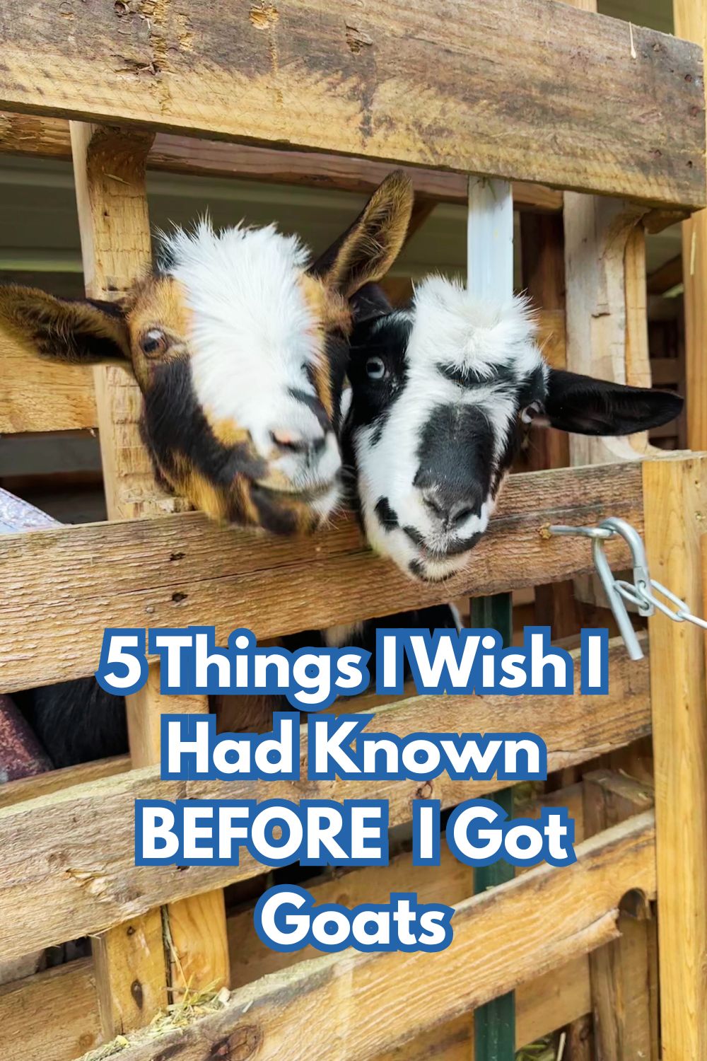 5 Things I Wish I Had Known BEFORE I Got Goats